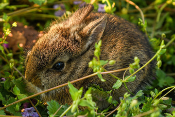 Bunny in grass