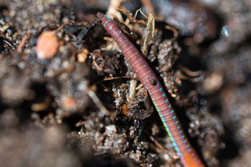 Earthworm in garden compost soil macro, segments texture and beautiful rainbow colours in the sunlight