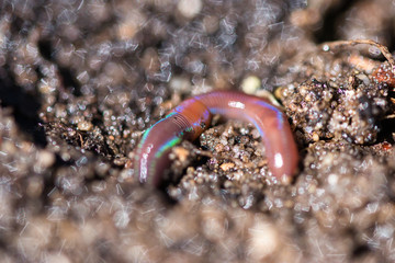 Earthworm in garden compost soil macro, segments texture and beautiful rainbow colours in the sunlight