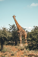 Giraffe im Krüger Nationalpark
