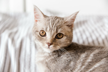 Naklejka premium Portrait of cute grey cat.Scottish cat.