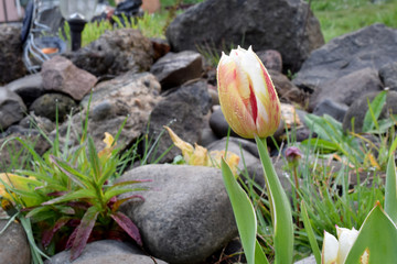 Tulip Fire Stripe 01
