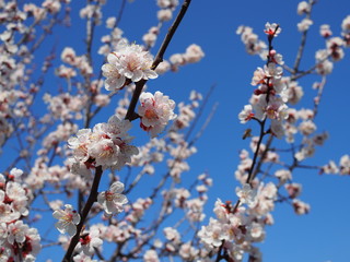 Cherry blossom and bee against blue sky