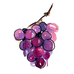 a bunch of sweet red grapes. grape on a twig.
