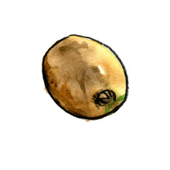 Delicious juicy green kiwi. Set of fruits. Kiwi slices.