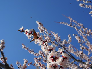 Peacock butterfly on wild cherry blossom. Close up with shallow dof.