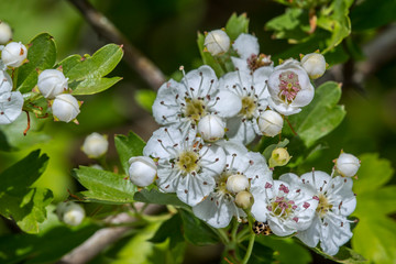 Blossoming common hawthorn / oneseed hawthorn / single-seeded hawthorn / mayblossom (Crataegus monogyna) showing white flowers in spring
