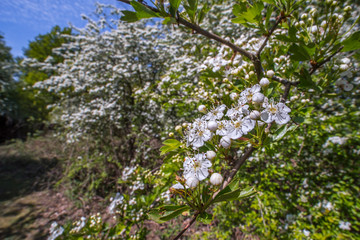 Fototapeta premium Blossoming common hawthorn / oneseed hawthorn / single-seeded hawthorn / mayblossom (Crataegus monogyna) showing white flowers in spring