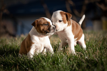 Staffordshire terrier puppies in the garden