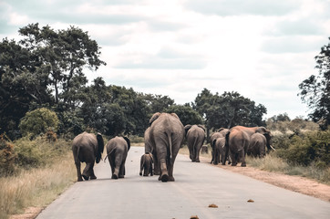 Fototapeta na wymiar Elefanten im Krüger Nationalpark