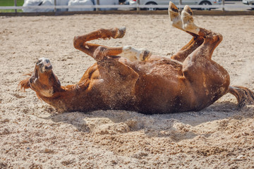 portrait of chestnut trakehner stallion horse rolling in sand in paddock in spring daytime