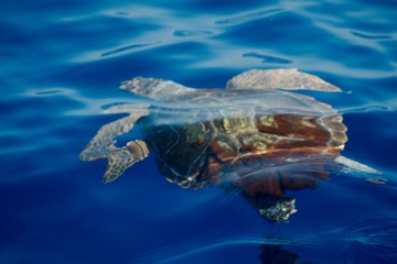 Żółw - Riwiera di Ponente - Liguria, Włochy - obrazy, fototapety, plakaty