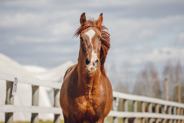 closeup portrait of chestnut trakehner stallion horse galloping in big paddock in spring