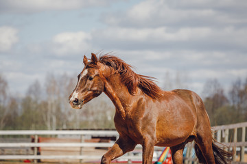 closeup portrait of chestnut trakehner stallion horse galloping in big paddock in spring - obrazy, fototapety, plakaty