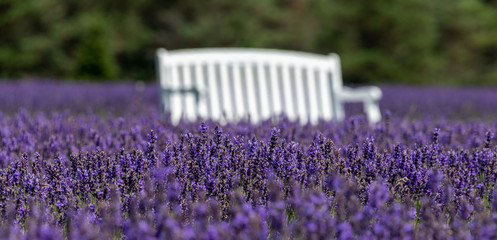 White bench sits in a lavender field