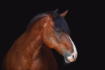 Fototapeta na wymiar portrait of old draft mare horse with long mane isolated on black background