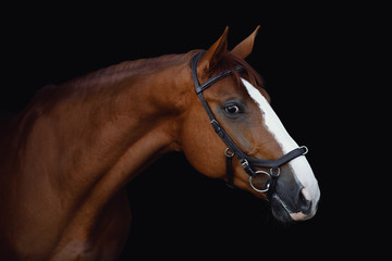 portrait of stunning dressage chestnut budyonny gelding horse in bridle isolated on black background