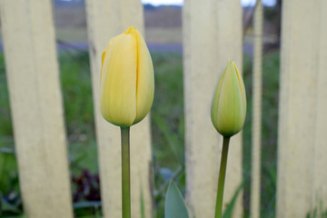 Yellow Tulip Bulb 07