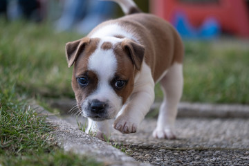 Staffordshire terrier puppies in the garden