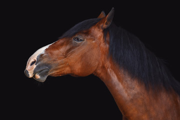 Obraz premium portrait of old draft mare horse with long mane isolated on black background