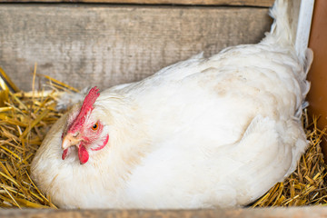 white chicken is laying eggs. household. poultry. eco food.