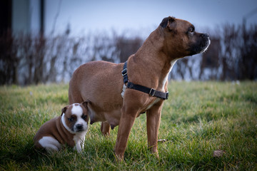 Staffordshire terrier puppies in the garden