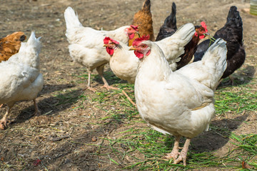 hens in the coop eat grass one chicken looks straight. household.