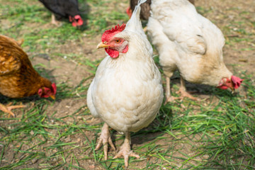 hens in the coop eat grass one chicken looks straight. household.