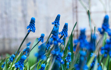 Muscari. Primrose. Spring blue flower.