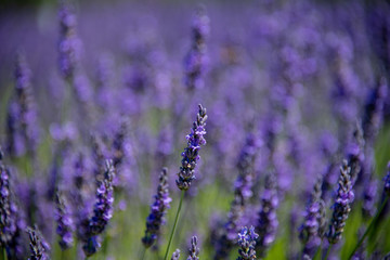 Obraz premium Closeup of a field of lavender blooms