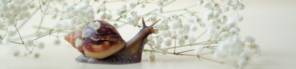 Dark brown Achatin with a spiral shell crawls among beautiful white flowers on a bright clear day. Extreme closeup macro healing mucus and anti-aging slime of Giant Snail. Concept of purity, copyspace