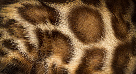 background texture of spotted wool bengal cat