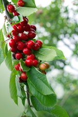 Macro shot on red cherries in the summer garden.