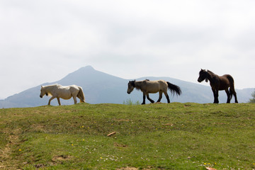 Naklejka na ściany i meble lonely horses walking in nature