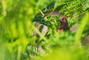 Scaly-breasted Munia - Lonchura punctulata, beautiful small brown perching bird from Southeast Asian forests and woodlands, Pangkor, Malaysia.