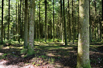 Der sommer im Schwarzwald