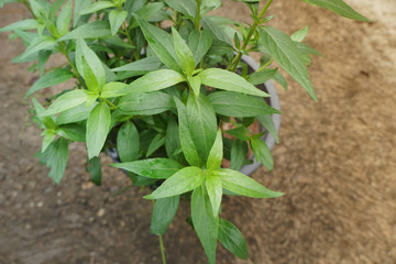 Green chiretta grows in the pot. Andrographis paniculata is an annual herbaceous plant in the family Acanthaceae.