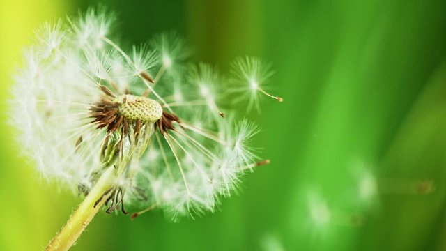 Macro Shot of Dandelion being blown in super slow motion. Filmed on high speed cinematic camera at 1000 fps.