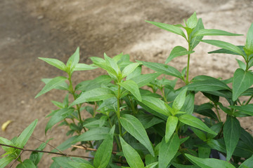 Andrographis paniculata (green chiretta) growing in the garden. annual herbaceous plant use as medicinal herb.