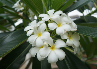 Obraz na płótnie Canvas White plumeria flowers are blooming in the garden.