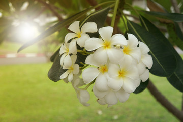 White plumeria flowers are blooming in the garden.