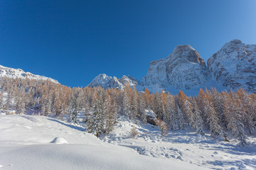 Autumn-colored larch forest in front of the snow-capped Monte Pelmo, Dolomites, Italy