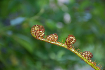 A Fern Leaf Uncurling