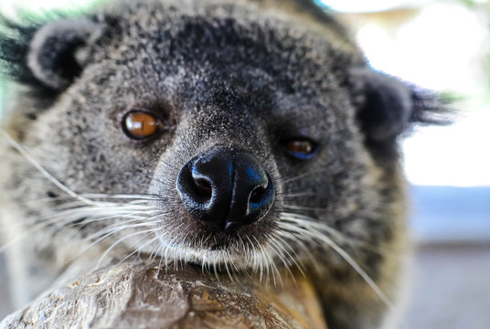 pretty bearcat on a branch in very close up