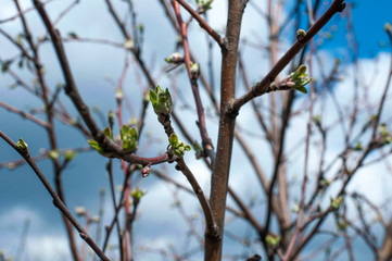 The branches of the tree. Blue sky with white clouds.