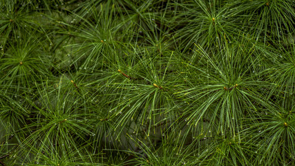 Sosny w deszczu © Tomasz