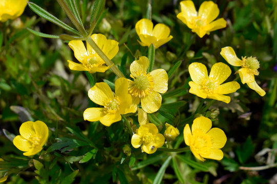 Buttercup Perennial Buttercup Perennial