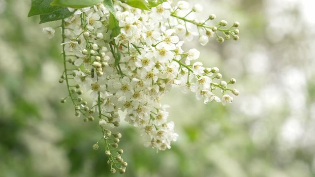 White mayday tree si blooming in spring time