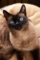 Siamese cat with big blue eyes