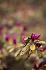 flowers in spring